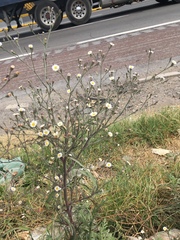 Symphyotrichum expansum