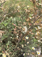 Symphyotrichum expansum