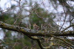 Fringilla coelebs