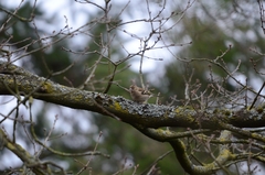 Fringilla coelebs
