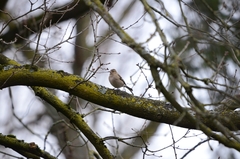 Fringilla coelebs