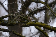 Fringilla coelebs