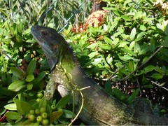 Iguana iguana