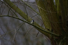 Parus major