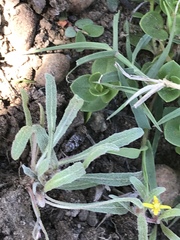 Camissoniopsis lewisii