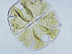 Micrasterias truncata