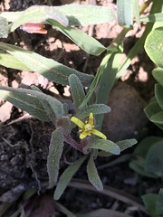 Camissoniopsis lewisii