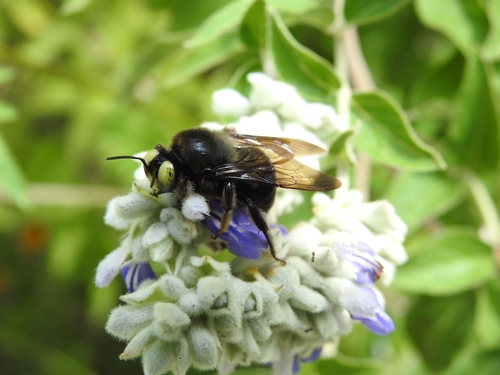 Xylocopa tenuata