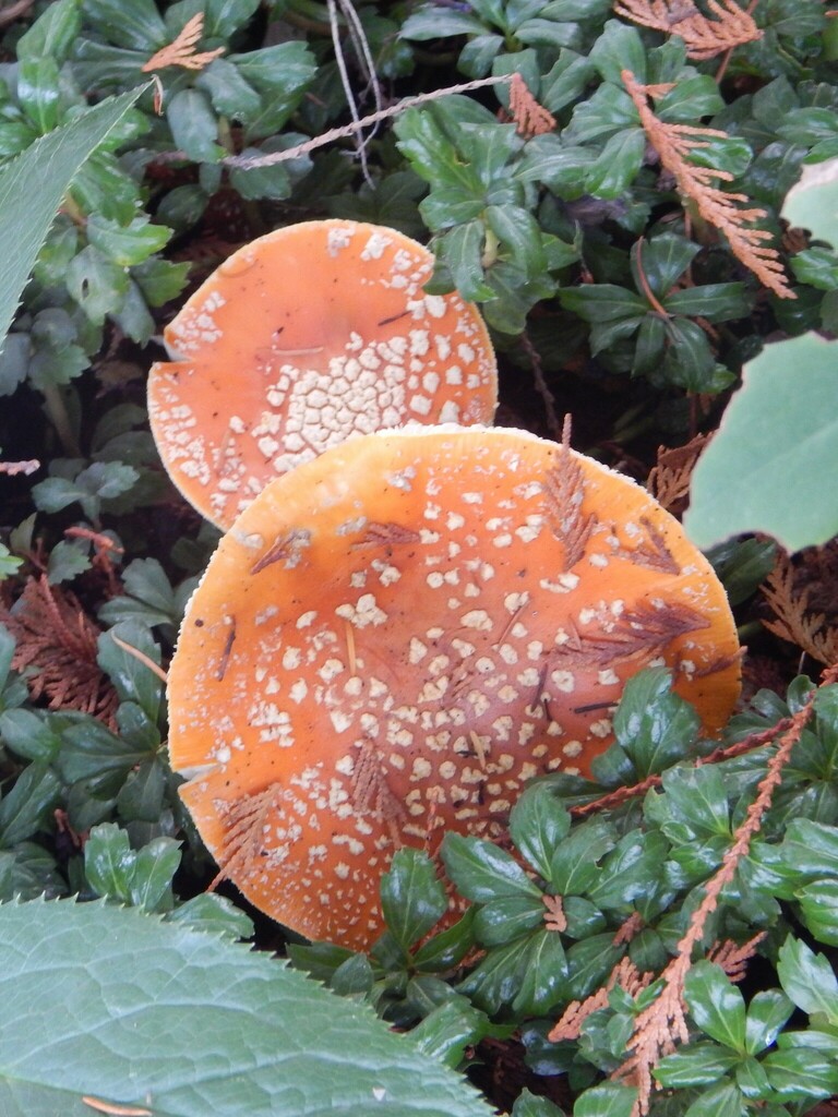 amanita mushrooms from Kitsap County, WA, USA on October 20, 2023 at 1124 AM by peapod__. I