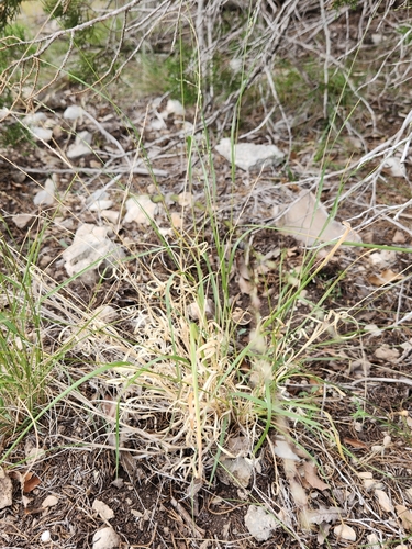 Image of Panicum hallii by (c) Jo Roberts, some rights reserved (CC BY)