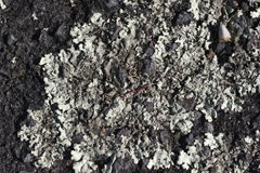 Xanthoparmelia scabrosa