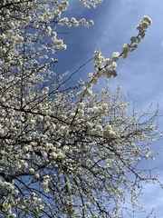 Cornus florida