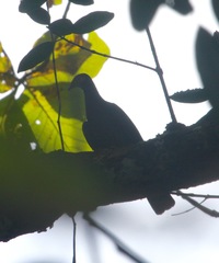 Patagioenas squamosa