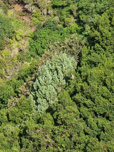 Image of Juniperus canariensis by (c) Vítor Jorge, some rights reserved (CC BY)