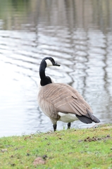 Branta canadensis