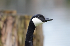 Branta canadensis
