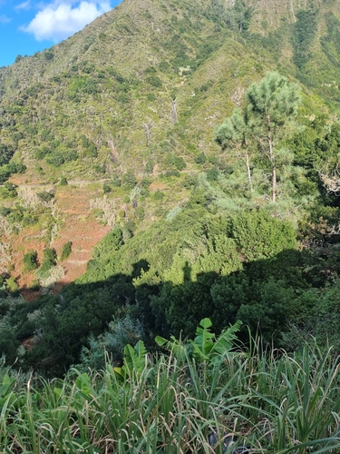 Image of Juniperus canariensis by (c) Vítor Jorge, some rights reserved (CC BY)