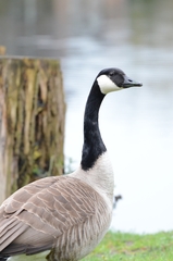 Branta canadensis