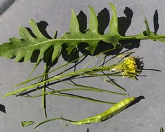 Thecaphora thlaspeos