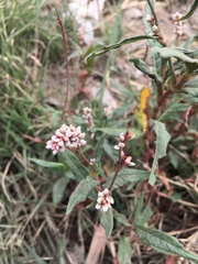Persicaria segetum