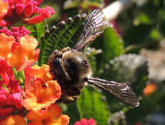 Xylocopa cantabrita