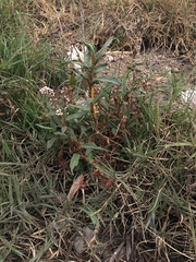 Persicaria segetum