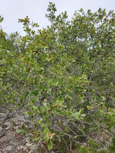Image of Quercus vaseyana by (c) Jo Roberts, some rights reserved (CC BY)