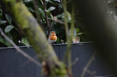 Erithacus rubecula