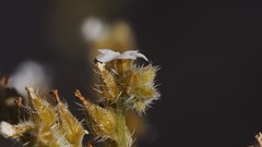 Johnstonella holoptera