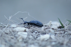 Meloe proscarabaeus