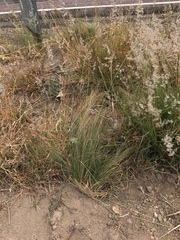 Eragrostis mexicana