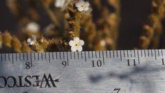 Johnstonella holoptera