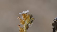 Johnstonella holoptera