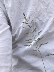 Eragrostis mexicana