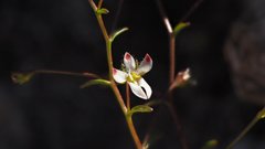 Nemacladus orientalis