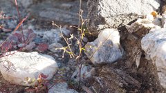 Nemacladus orientalis