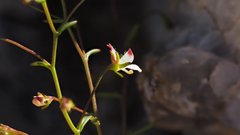 Nemacladus orientalis