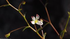 Nemacladus orientalis