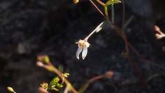 Nemacladus orientalis