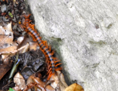 Giant desert centipede