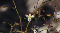 Nemacladus orientalis