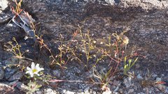 Nemacladus orientalis