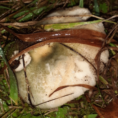 Russula virescens — (c) bogsuckers, some rights reserved (CC BY)