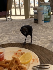 Carib Grackle