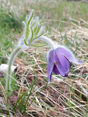 Pulsatilla montana