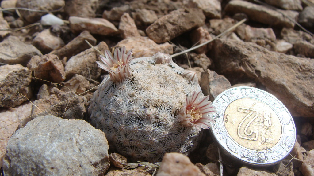 Mammillaria lasiacantha, Chihuahua, MX
