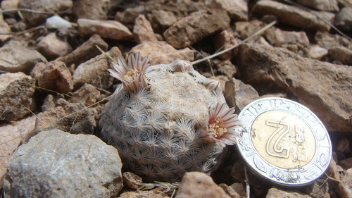 Mammillaria lasiacantha