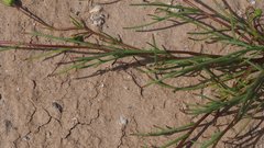 Chaenactis stevioides