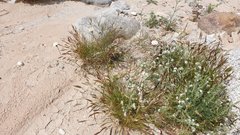 Chaenactis stevioides