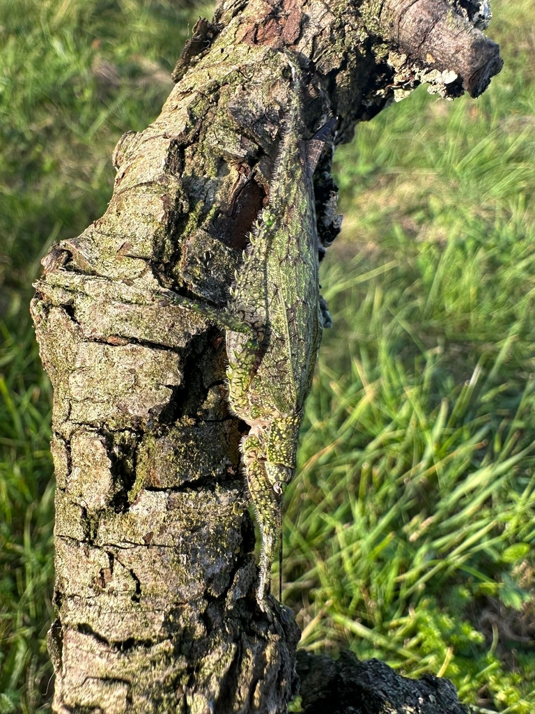 Paralichenochrus